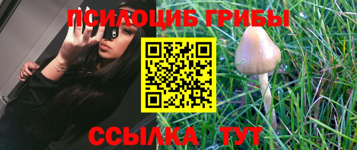Псилоцибиновые грибы Cubensis Черняховск